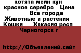 котята мейн кун, красное серебро › Цена ­ 30 - Все города Животные и растения » Кошки   . Хакасия респ.,Черногорск г.